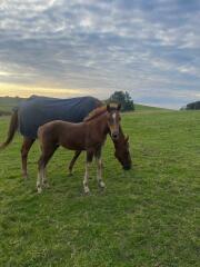 Show us your 2024 foals!