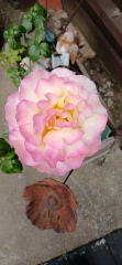 Which roses do you have?