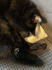 Trick or Cat Treat? The Excellent Cats do Halloween