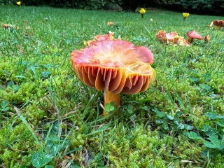 The Nigel Slater Christmas Chronicles Readalong 2024