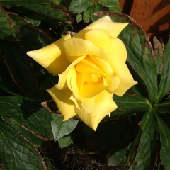 Which roses do you have?