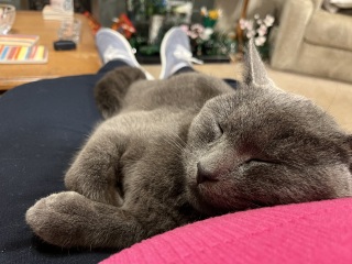 Flounders or Flouncers? The Excellent Cats continue their important debate