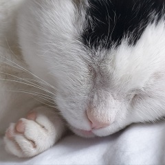 Ageing Cat. Support.