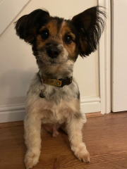 I love my little dog so much.
