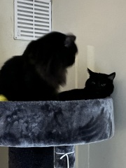 Black cat appreciation (pics please)
