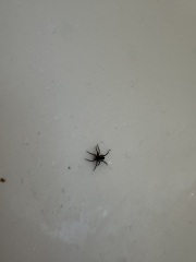 To burn my house down TRiGGER WARNING spiders