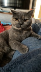 Board for owners of the most beautiful cats