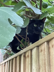 Black cat appreciation (pics please)