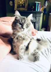 Board for owners of the most beautiful cats