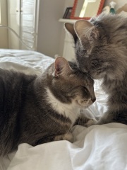 Board for owners of the most beautiful cats