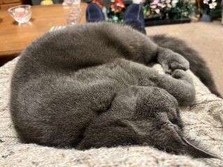 Flounders or Flouncers? The Excellent Cats continue their important debate