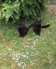 Black cat appreciation (pics please)