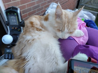 Trick or Cat Treat? The Excellent Cats do Halloween