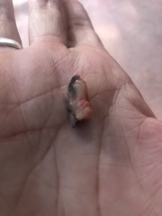 Any idea what this could be...GROSS PIC INCLUDED