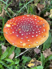 The Autumnal Christmas Chronicles Preamble - Thread 2 further ramblings