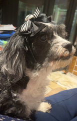 Shih Tzu, Havanese or Toy Poodle??