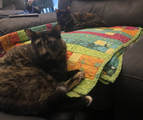 Board for owners of the most beautiful cats