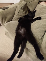 Black cat appreciation (pics please)