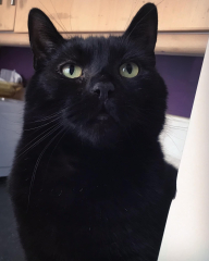 Black cat appreciation (pics please)
