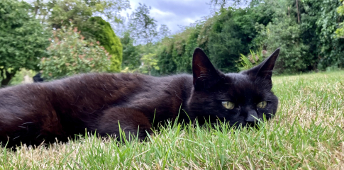 Black cat appreciation (pics please)