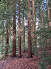 The Autumnal Christmas Chronicles Preamble - Thread 2 further ramblings