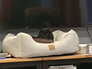 Flounders or Flouncers? The Excellent Cats continue their important debate