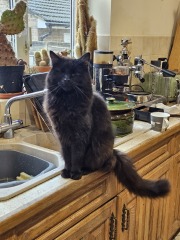 Trick or Cat Treat? The Excellent Cats do Halloween