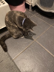 Flounders or Flouncers? The Excellent Cats continue their important debate