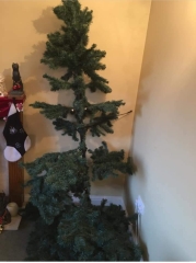 First time cat owner. Will the cat wreck my Xmas tree ?