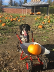 October’s dog of the month: Share your autumn dog photos & win £100 prize bundle!