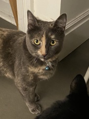 Flounders or Flouncers? The Excellent Cats continue their important debate