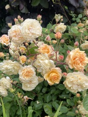 Which roses do you have?