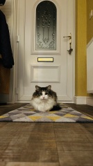 Board for owners of the most beautiful cats