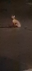 I've just yelled at him