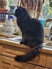 Trick or Cat Treat? The Excellent Cats do Halloween