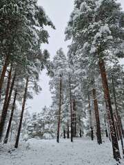 The Autumnal Christmas Chronicles Preamble - Thread 2 further ramblings