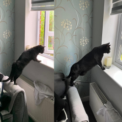 When did you get another cat?
