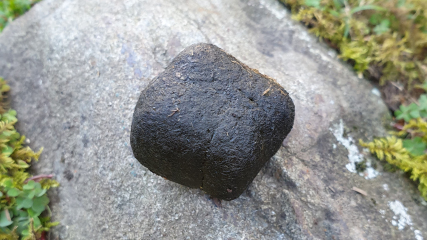 Bluestockings & Orange Wellies: Welcome to the Degu Station!