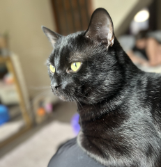 Black cat appreciation (pics please)