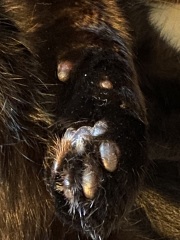 Trick or Cat Treat? The Excellent Cats do Halloween