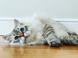 Board for owners of the most beautiful cats