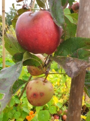 What's wrong with my apple trees?