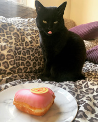 Black cat appreciation (pics please)