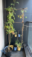 The Vegetable Patch 2024/2025