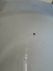 To burn my house down TRiGGER WARNING spiders