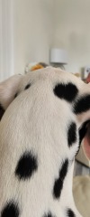 Puppy Survival Thread for New and Old Pups - here comes winter 2024