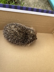 I rescued a hedgehog today!