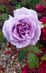 Which roses do you have?
