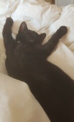 Black cat appreciation (pics please)
