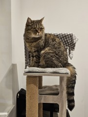 Flounders or Flouncers? The Excellent Cats continue their important debate